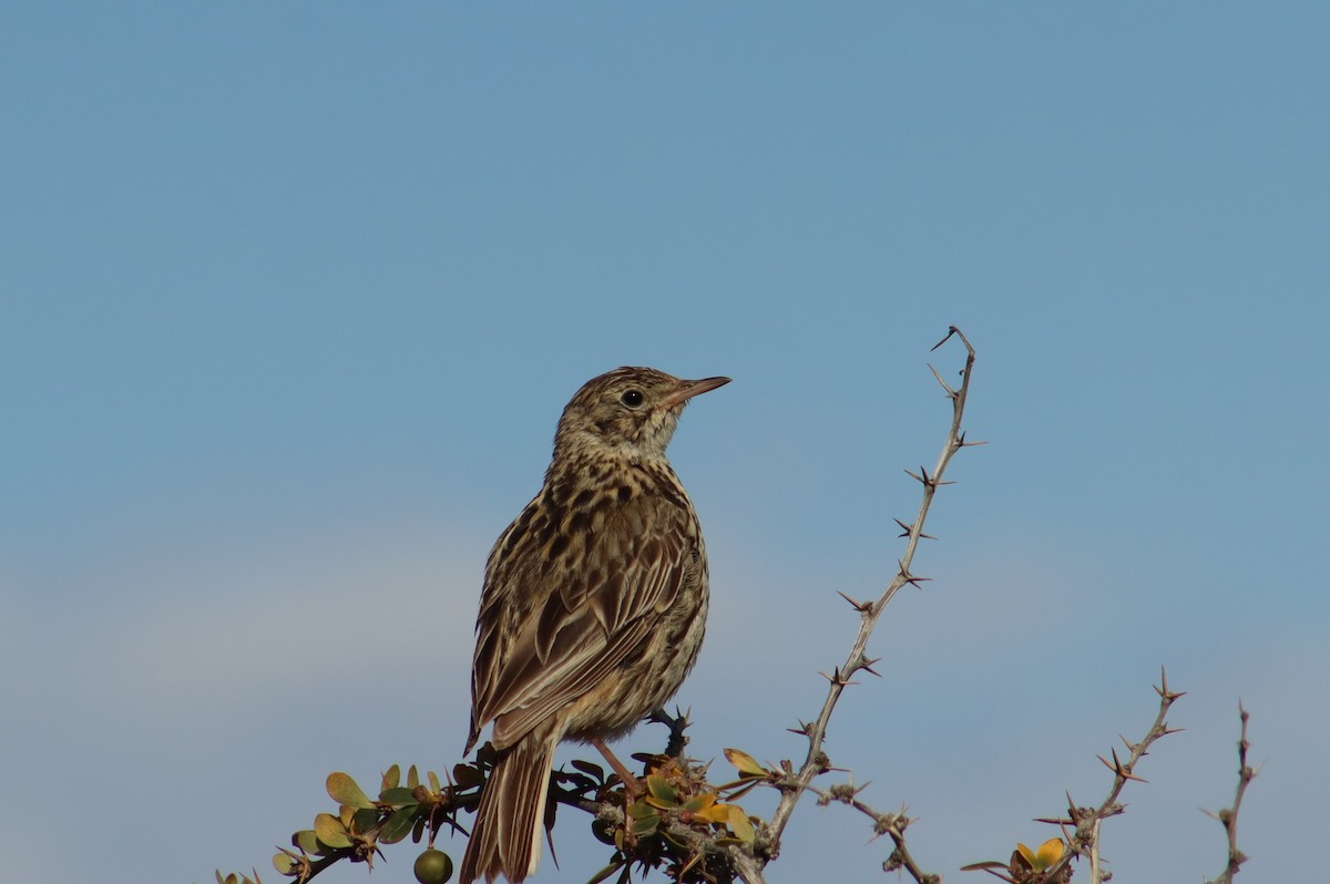 Correndera Pipit - ML648904518