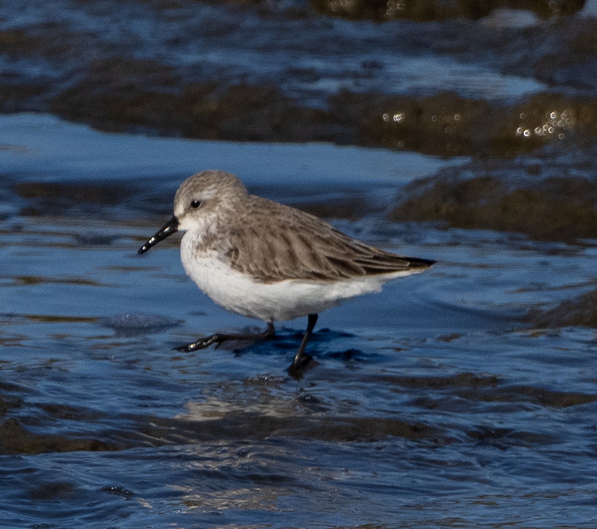 Gambecchio dell'Alaska - ML648904902