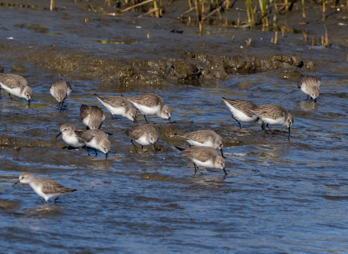 Gambecchio dell'Alaska - ML648904912