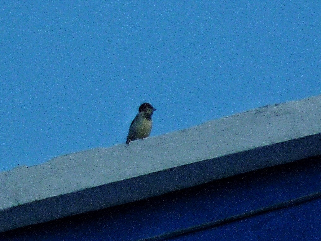 House Sparrow - ML648904975