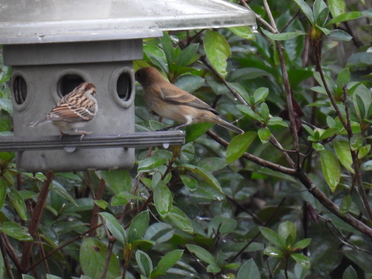 Indigo Bunting - ML648905025