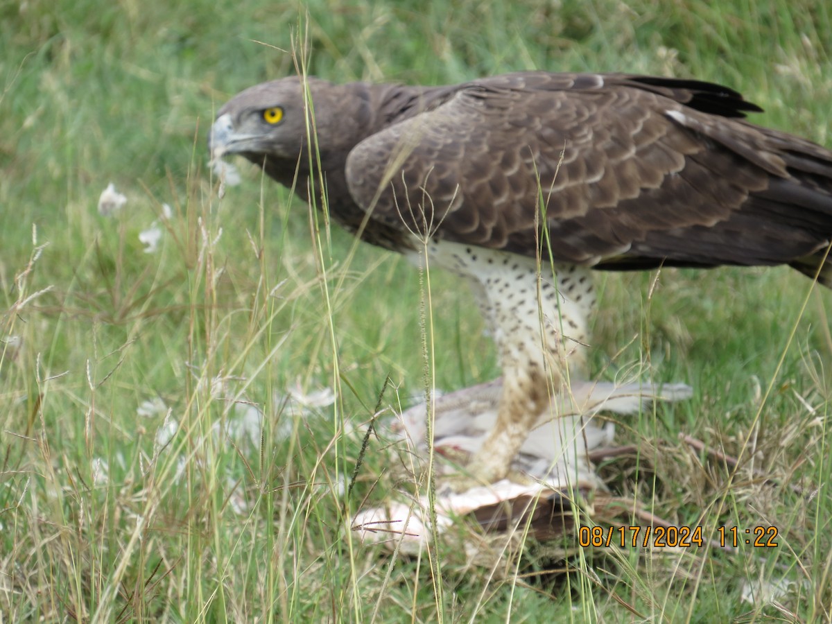 Martial Eagle - ML648905107