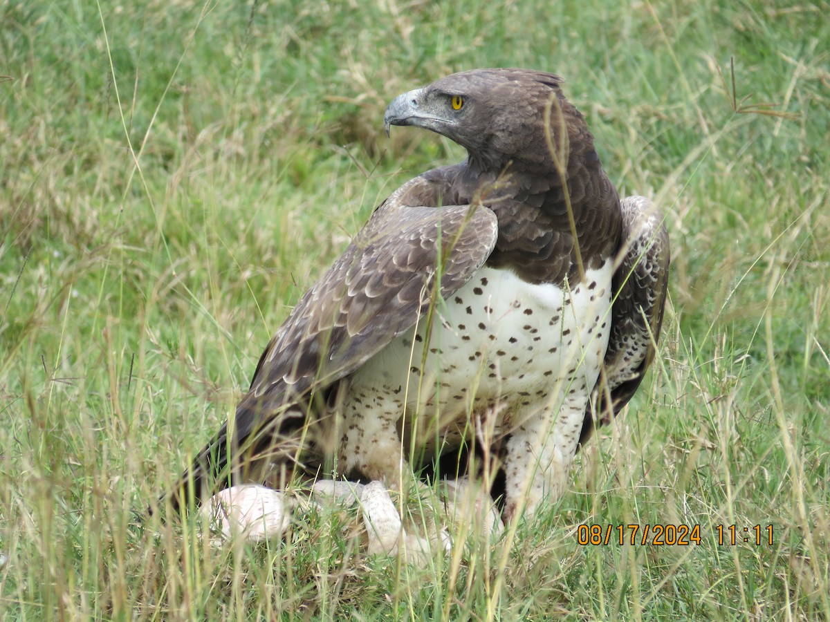 Martial Eagle - ML648905142