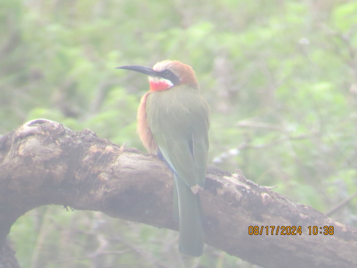 White-fronted Bee-eater - ML648905227