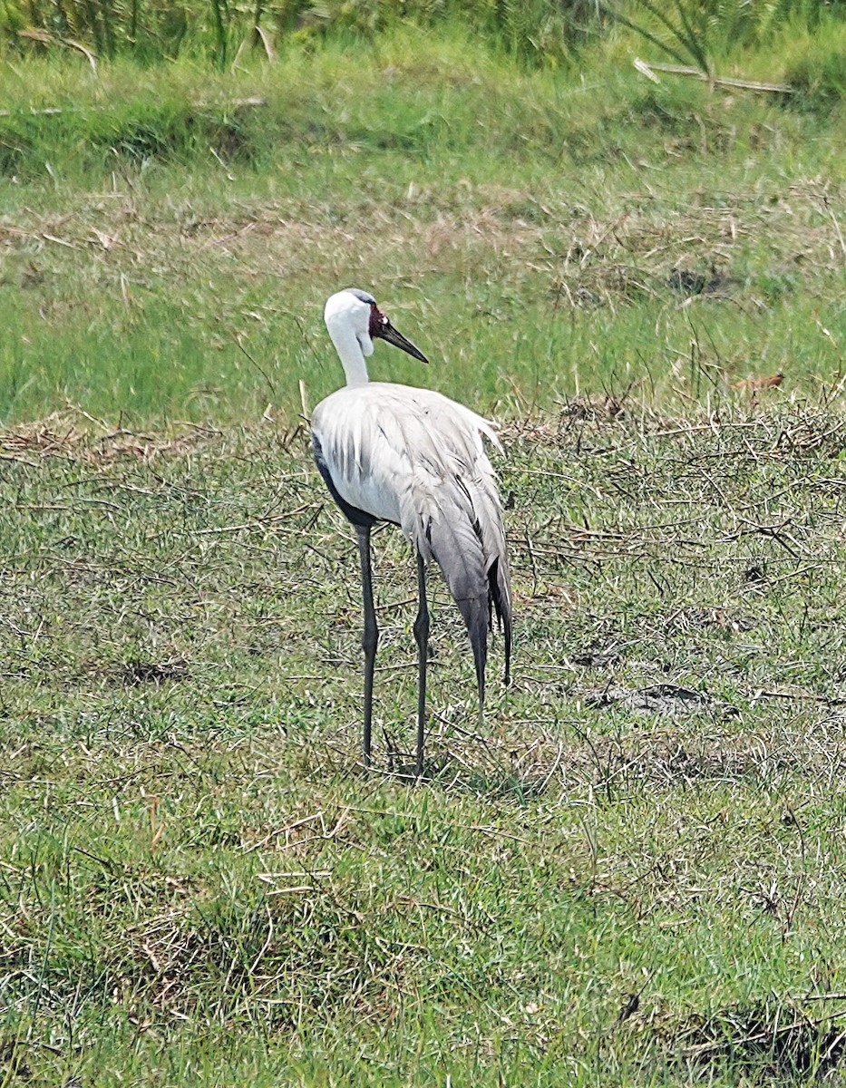 Grue caronculée - ML648905245