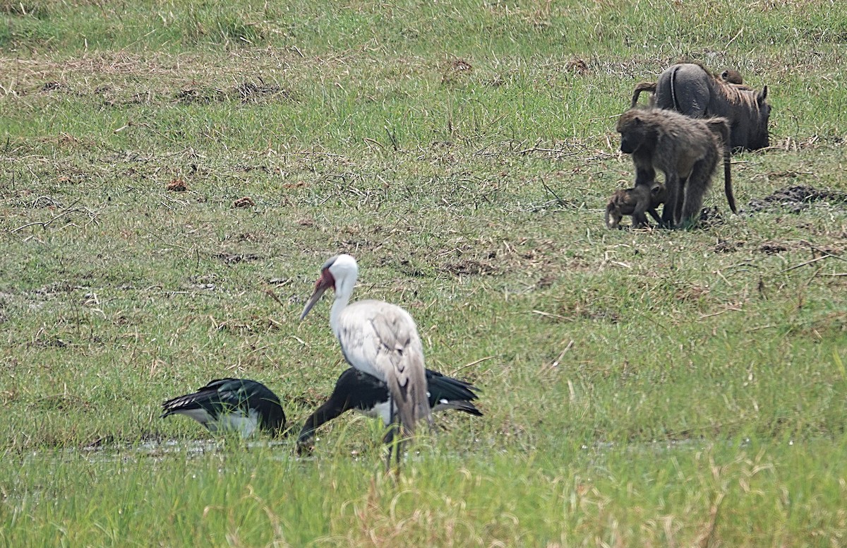 Grue caronculée - ML648905246