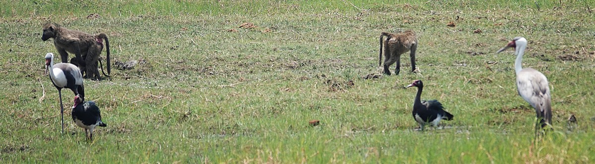 Grue caronculée - ML648905248