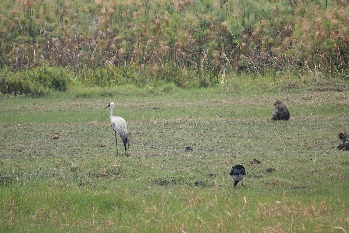 Grue caronculée - ML648905250