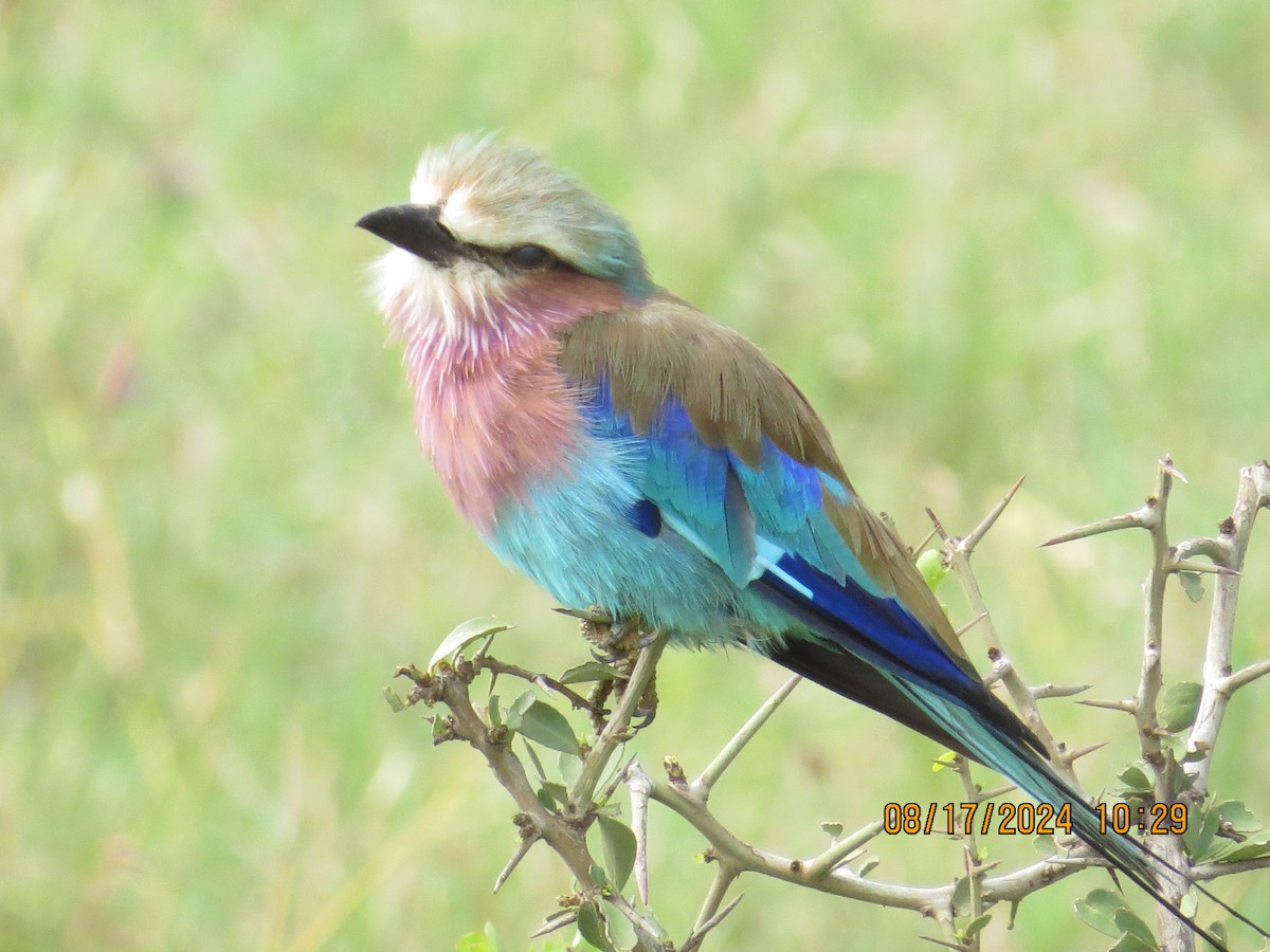 Lilac-breasted Roller - ML648905287