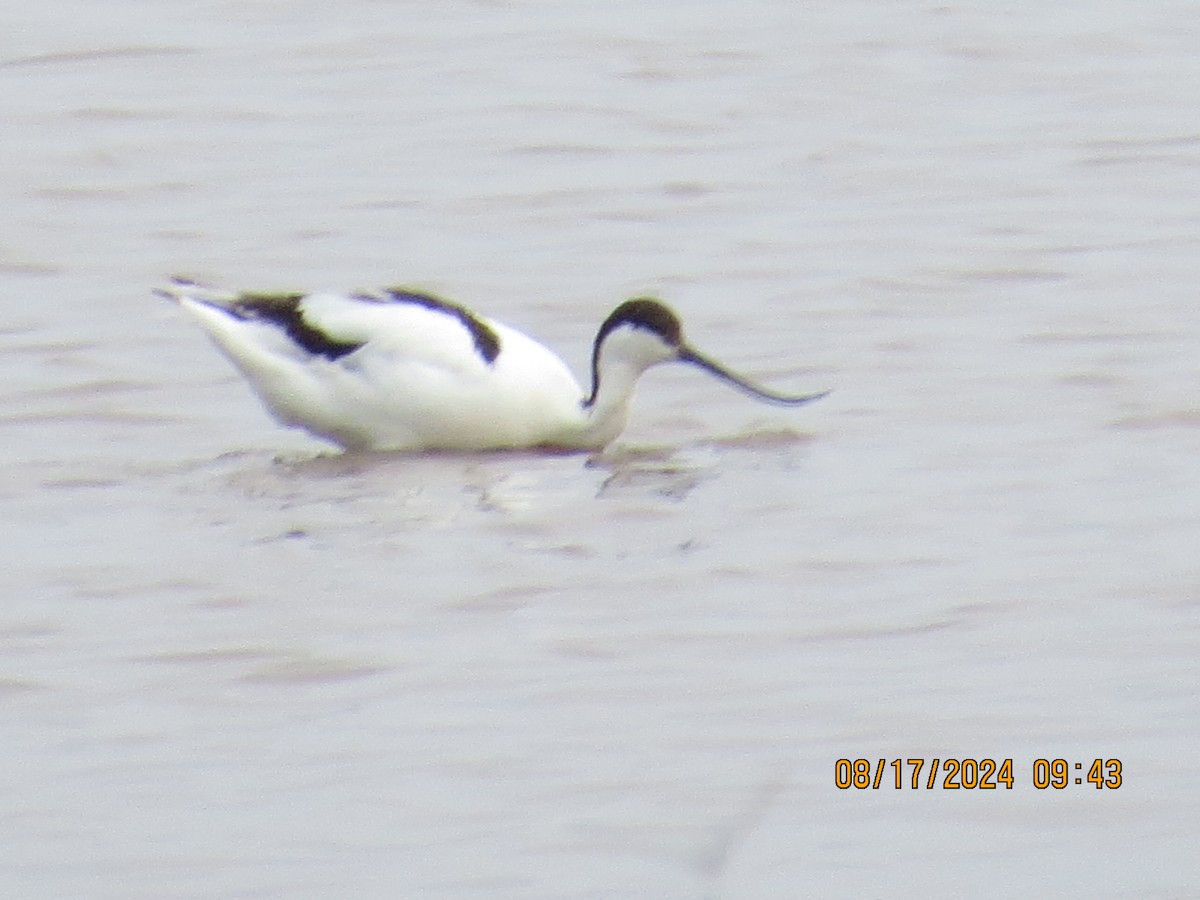 Pied Avocet - ML648905436