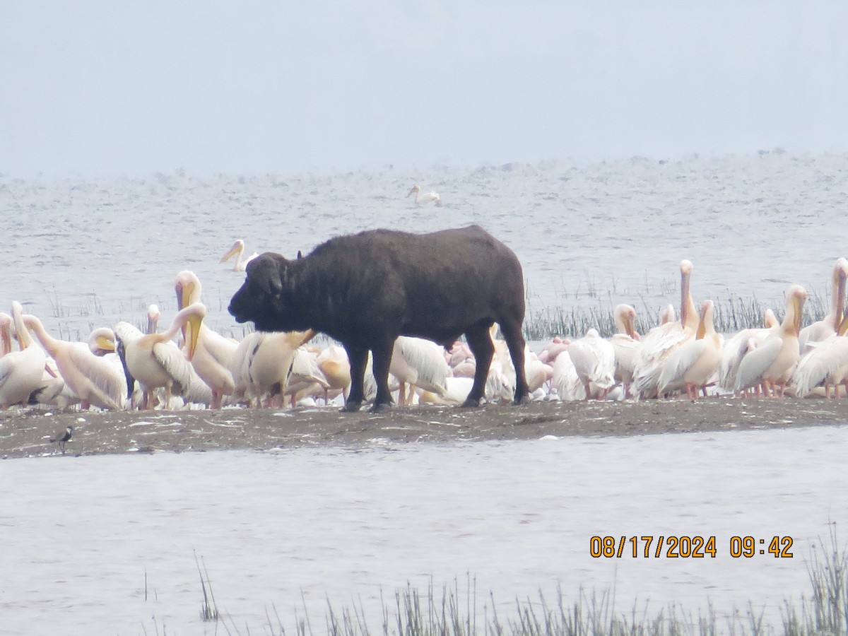 Mammals - ML648905484