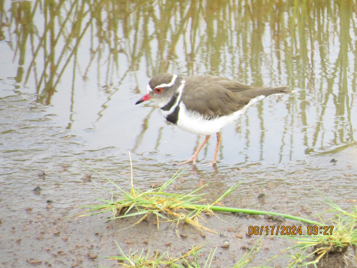 Three-banded Plover - ML648905566