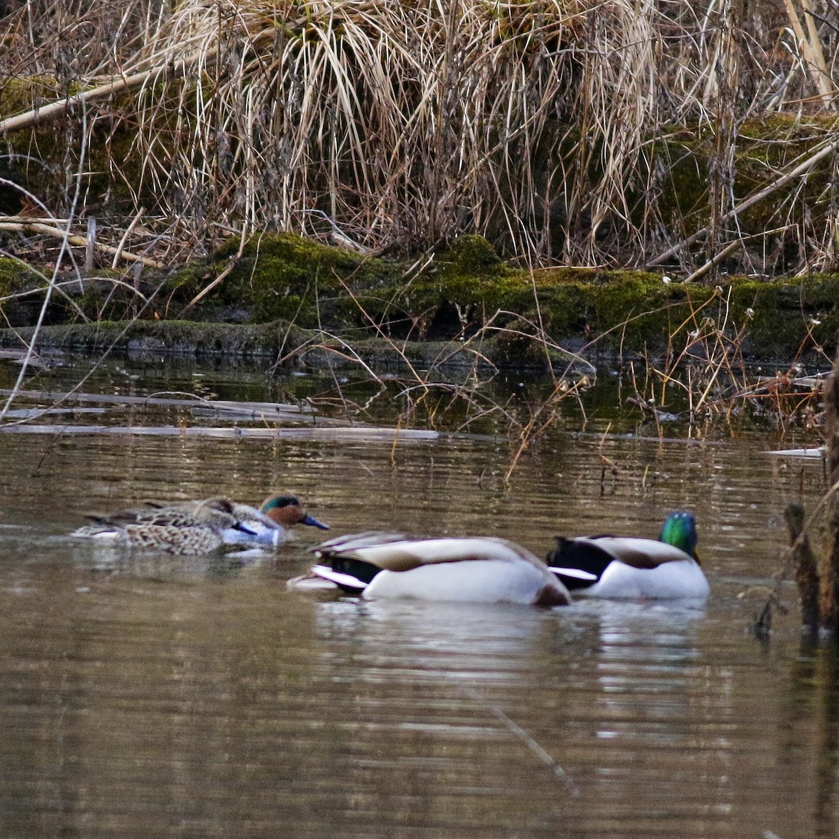 čírka obecná - ML648905580