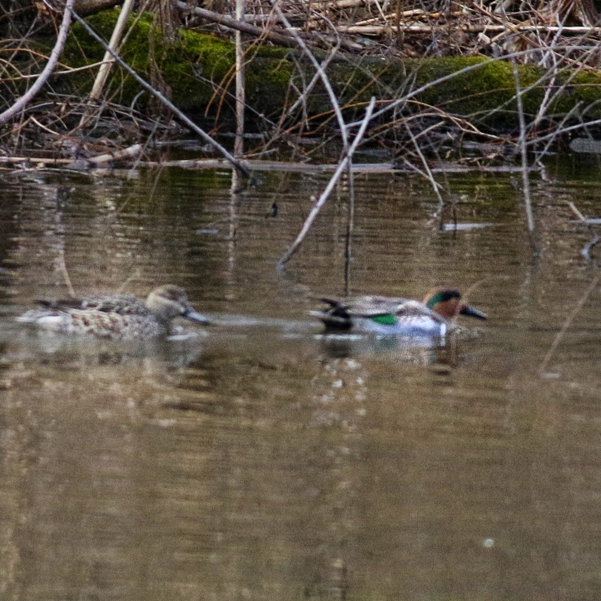 čírka obecná - ML648905582