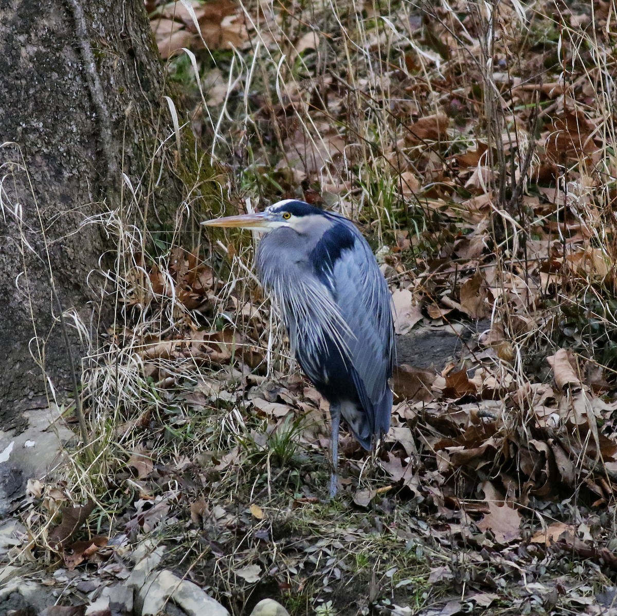 volavka velká - ML648905585