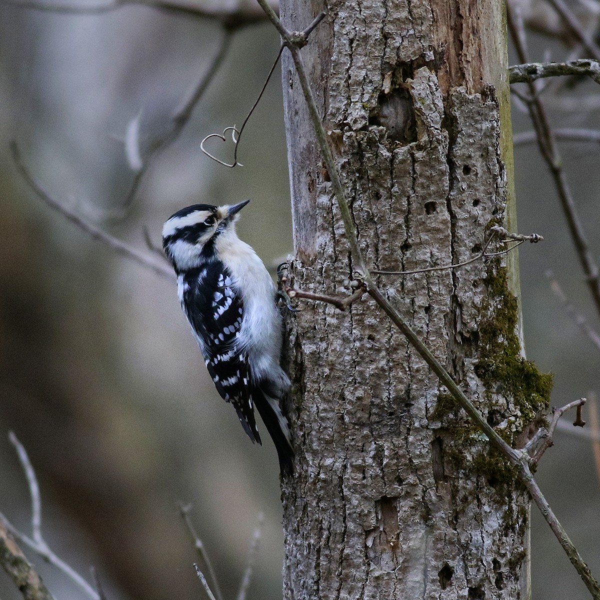 strakapoud osikový - ML648905593