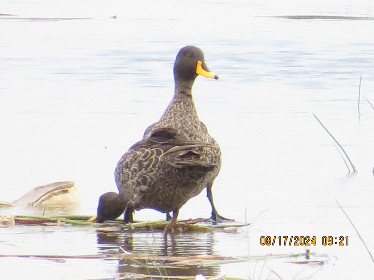 Yellow-billed Duck - ML648905639