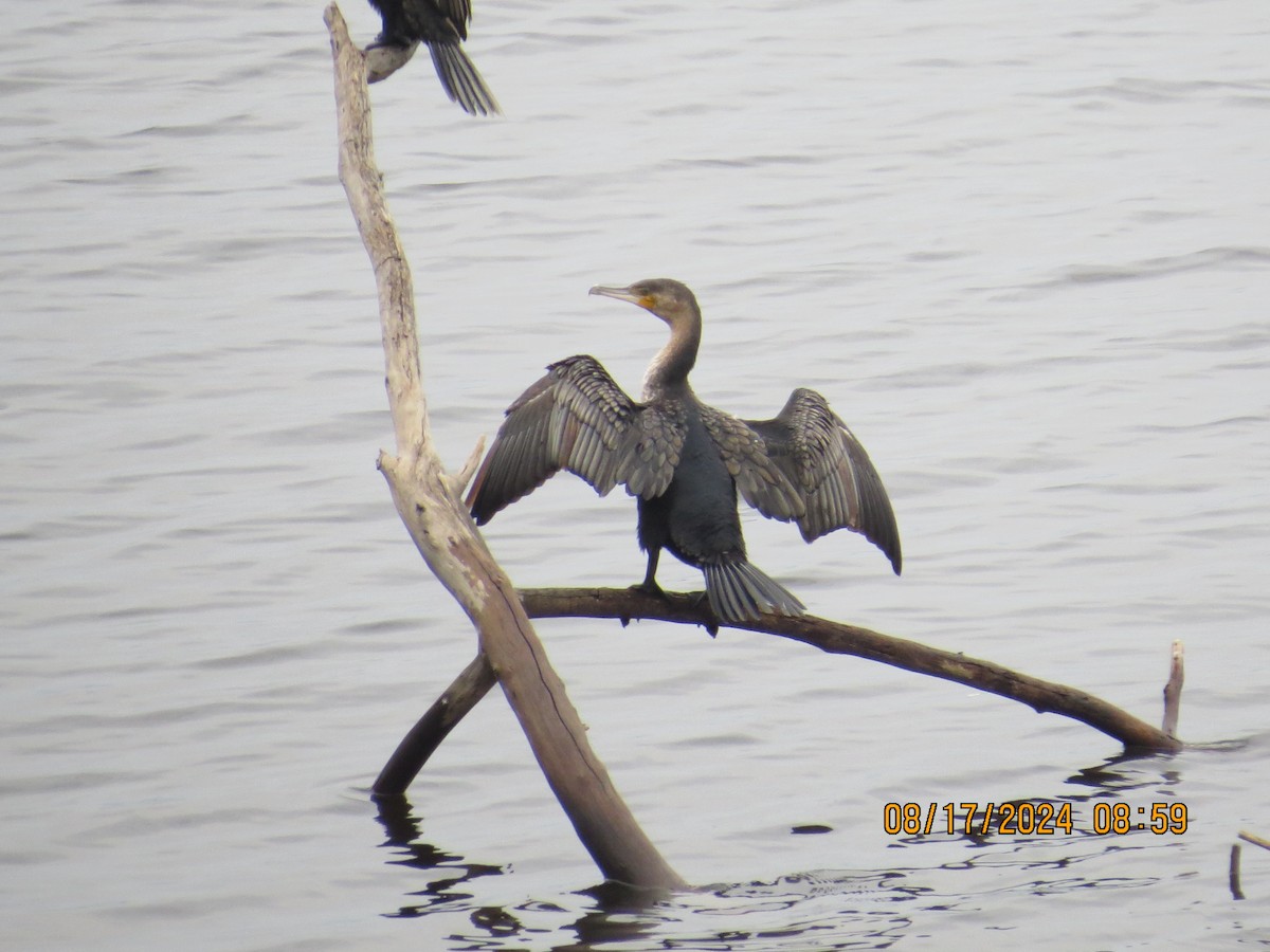 Reed Cormorant - ML648905701