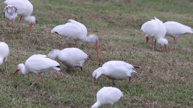 Ross's Goose - ML648905712