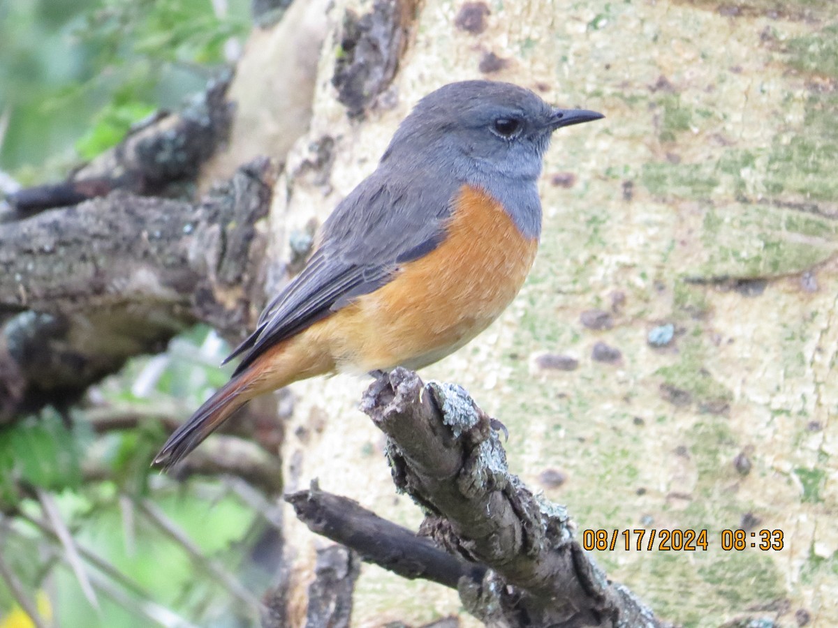 Little Rock-Thrush - ML648905855
