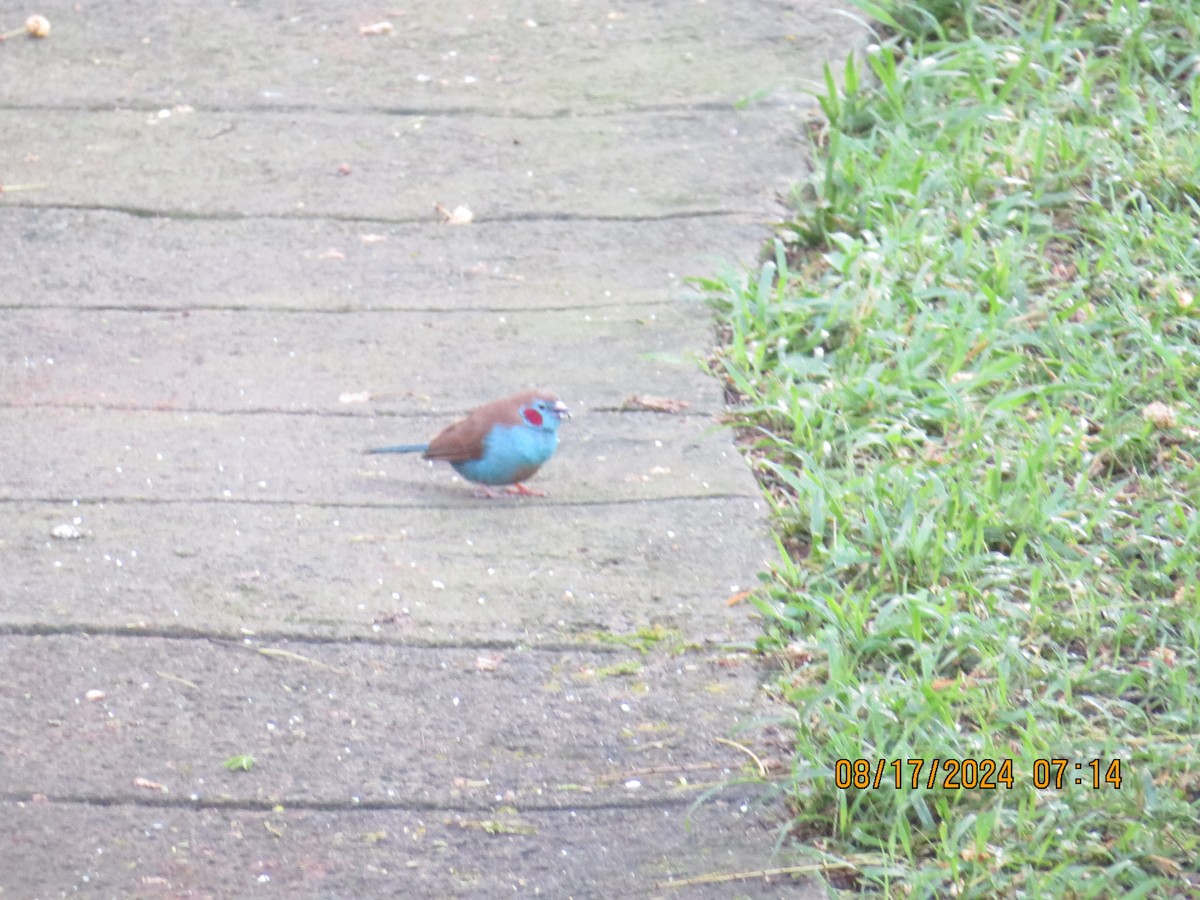 Red-cheeked Cordonbleu - ML648905903