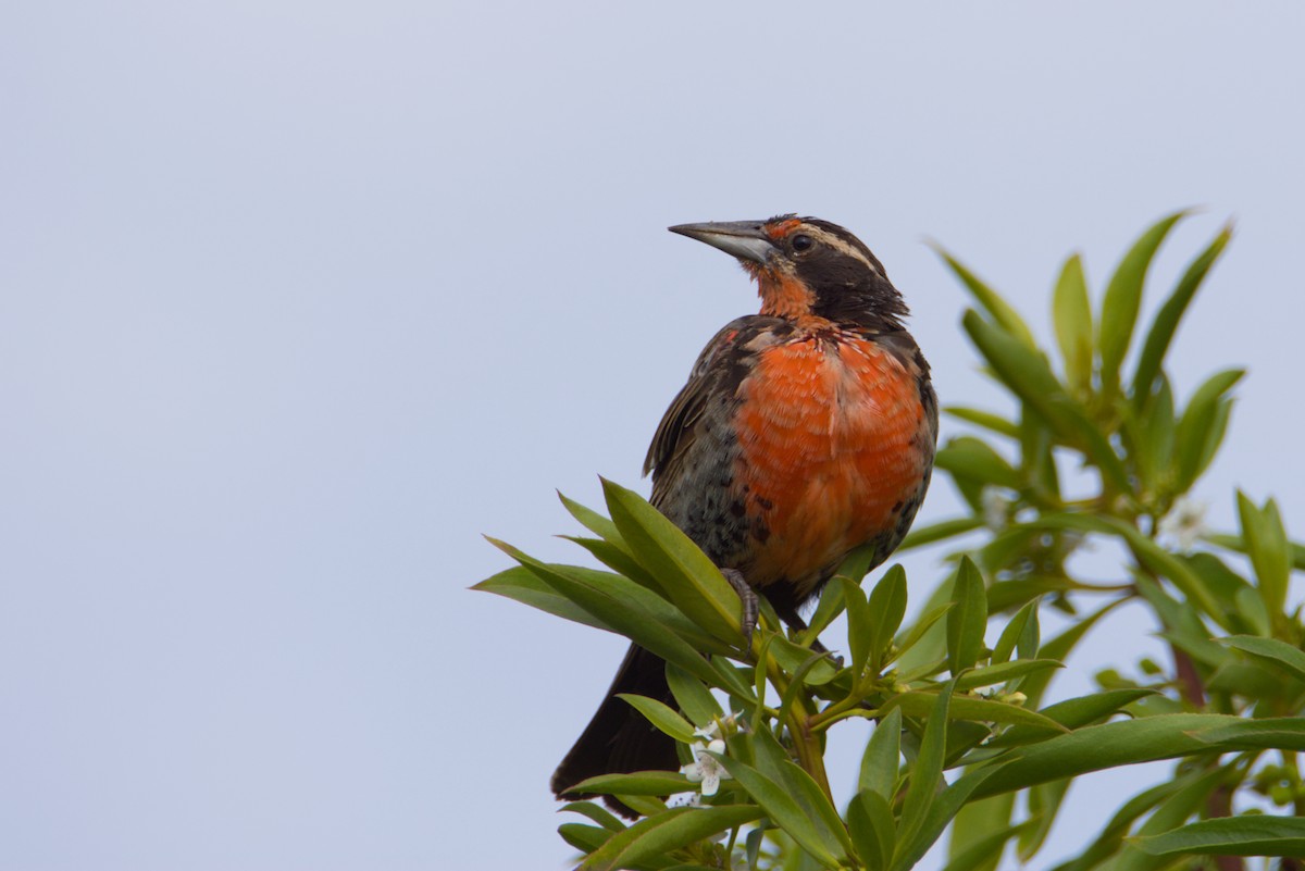 Long-tailed Meadowlark - ML648905966