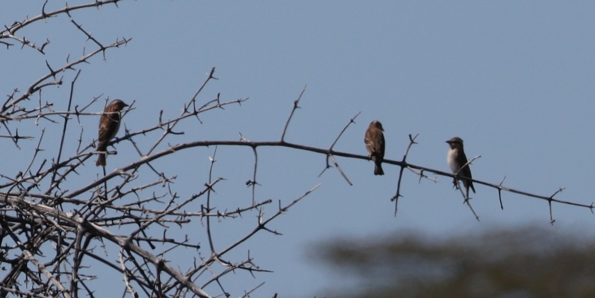 Moineau bridé - ML648906062