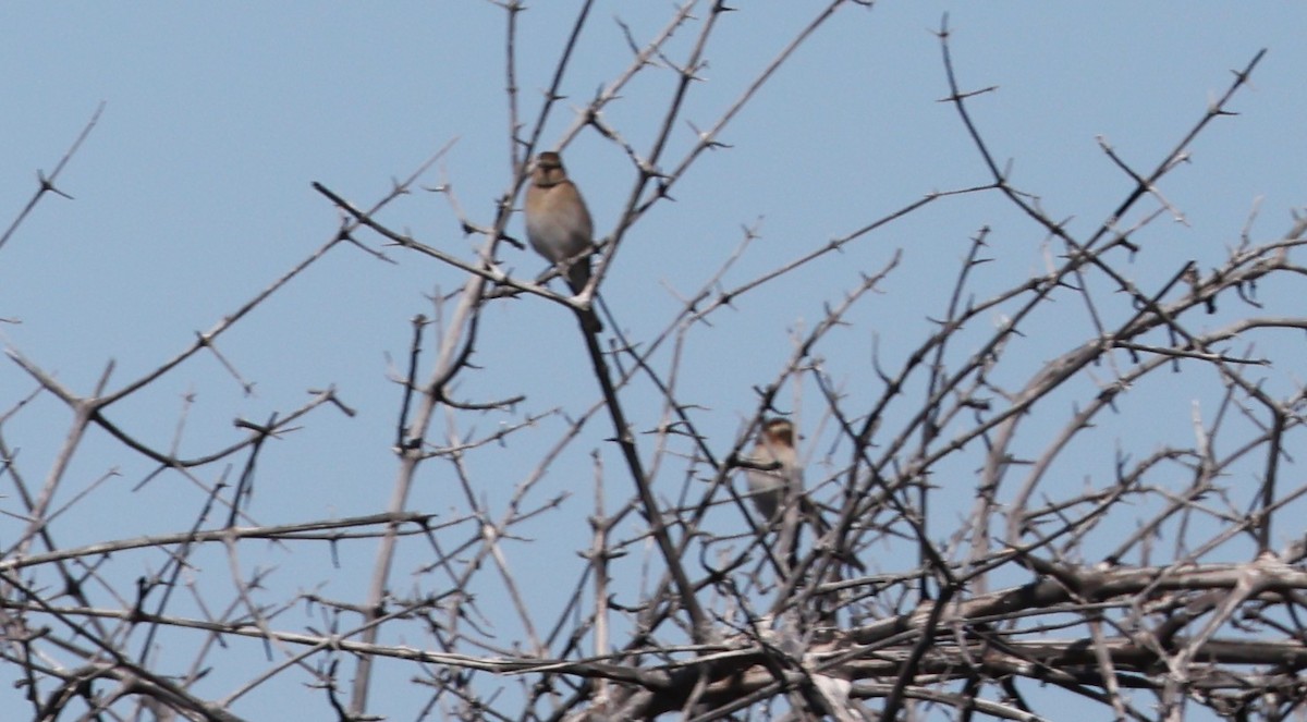 Moineau bridé - ML648906063
