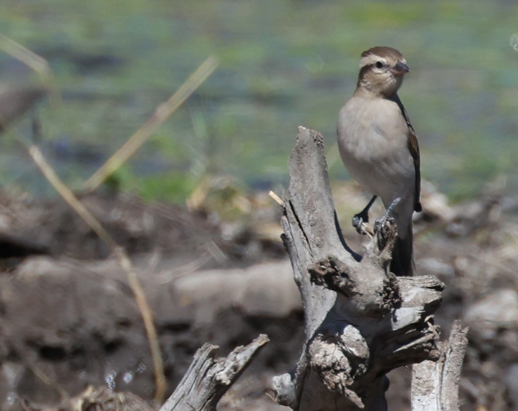 Moineau bridé - ML648906064
