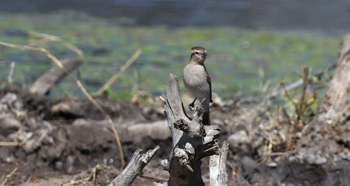 Moineau bridé - ML648906065