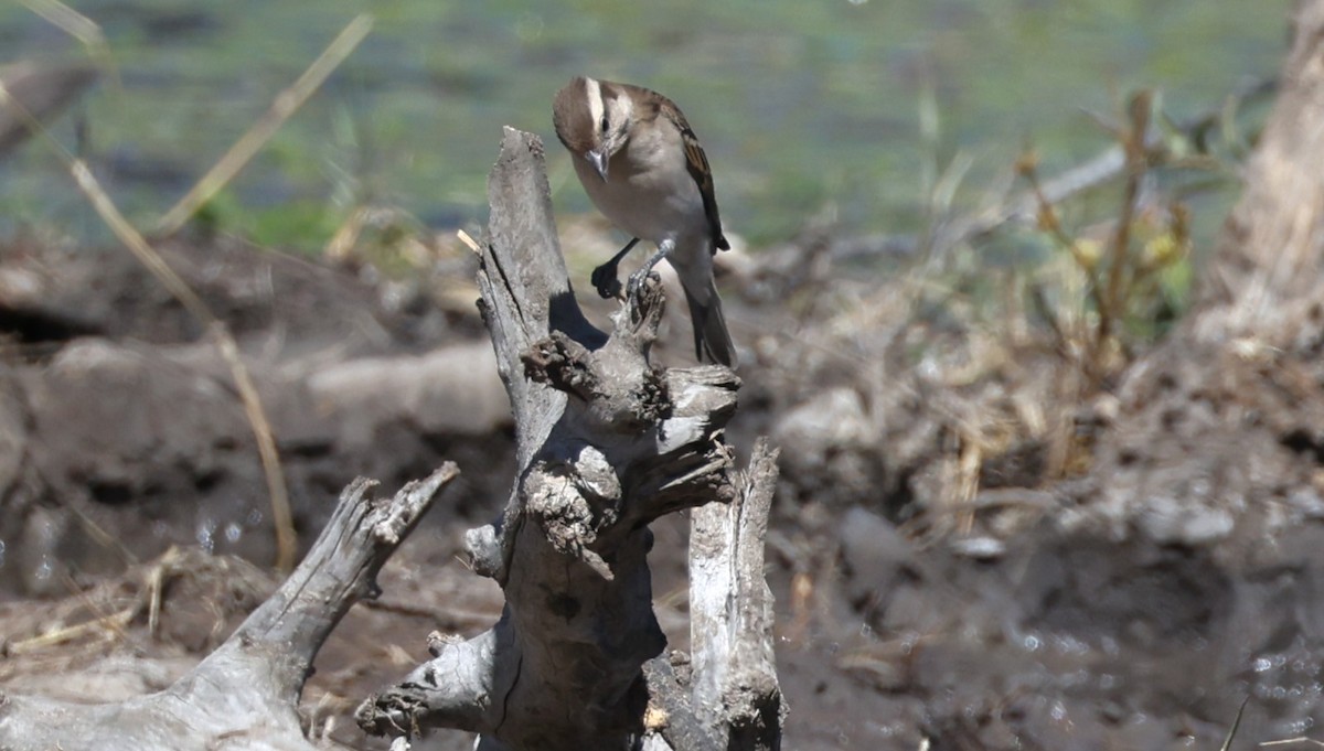 Moineau bridé - ML648906066