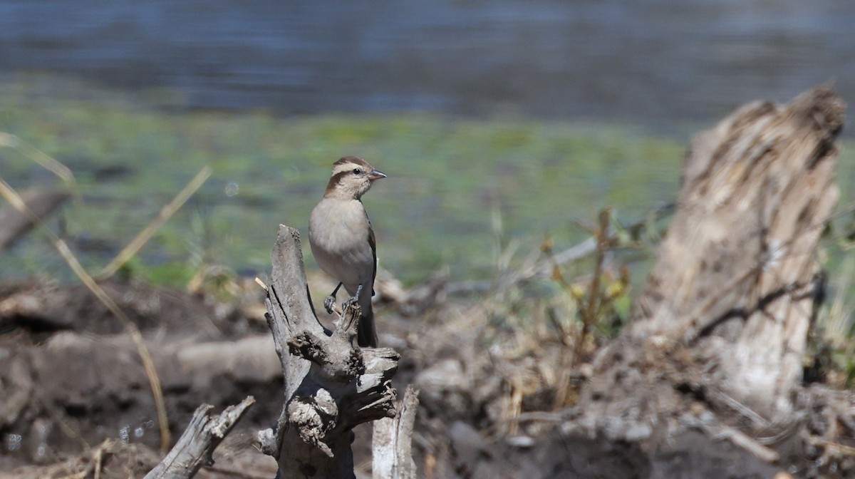 Moineau bridé - ML648906067