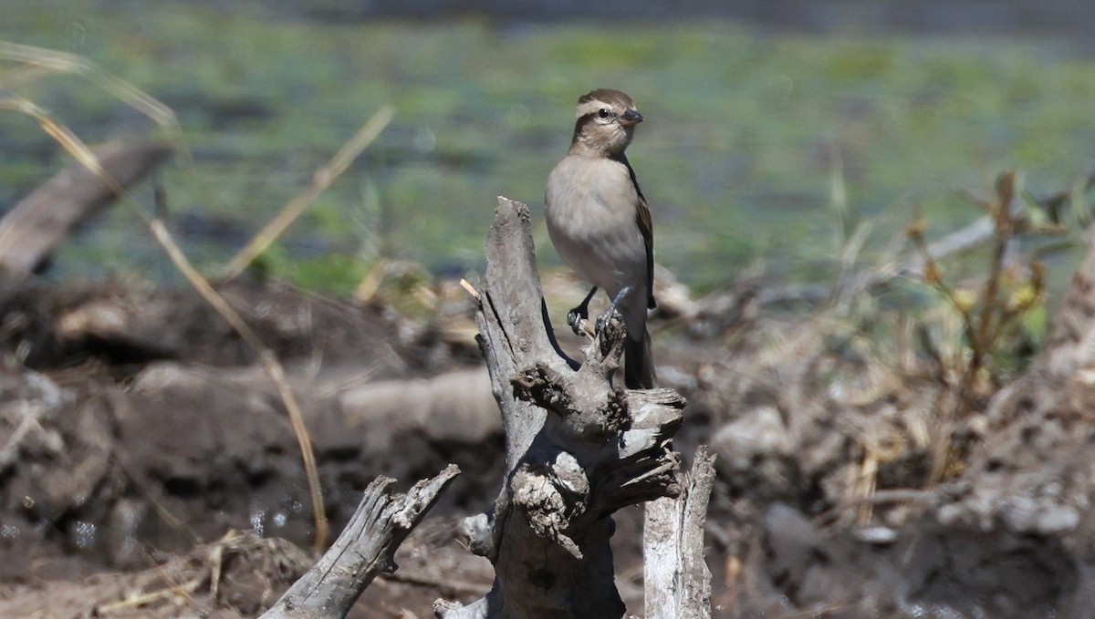 Moineau bridé - ML648906068
