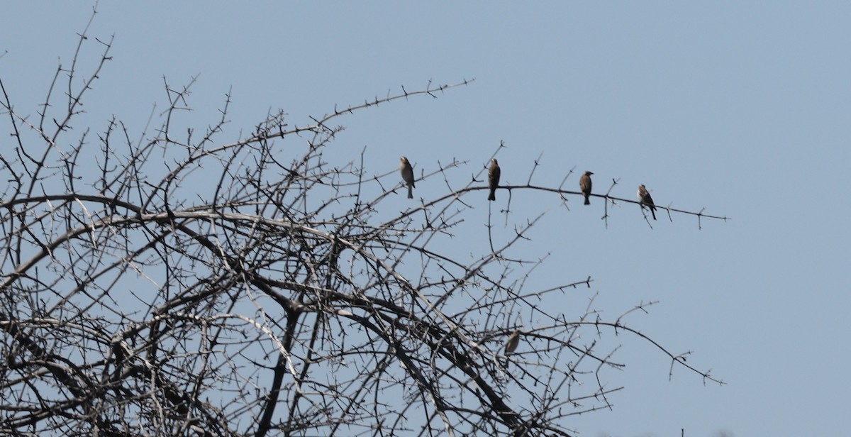Moineau bridé - ML648906069