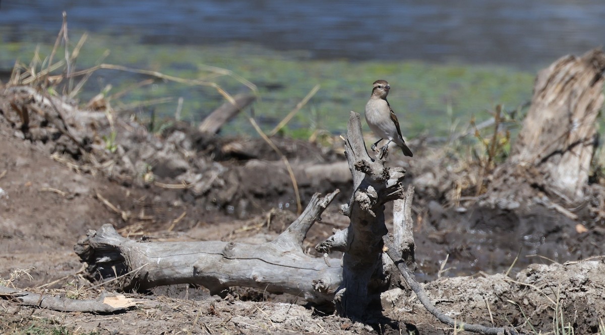 Moineau bridé - ML648906070