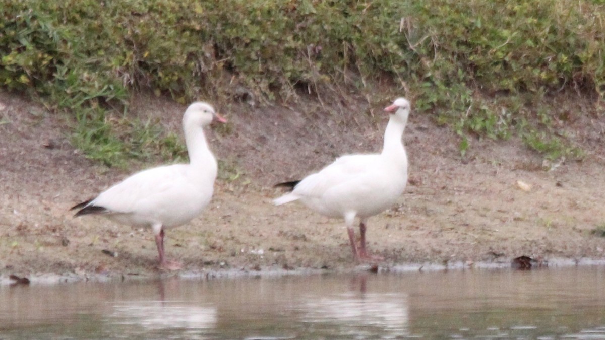 אווז קנדי - ML648906082