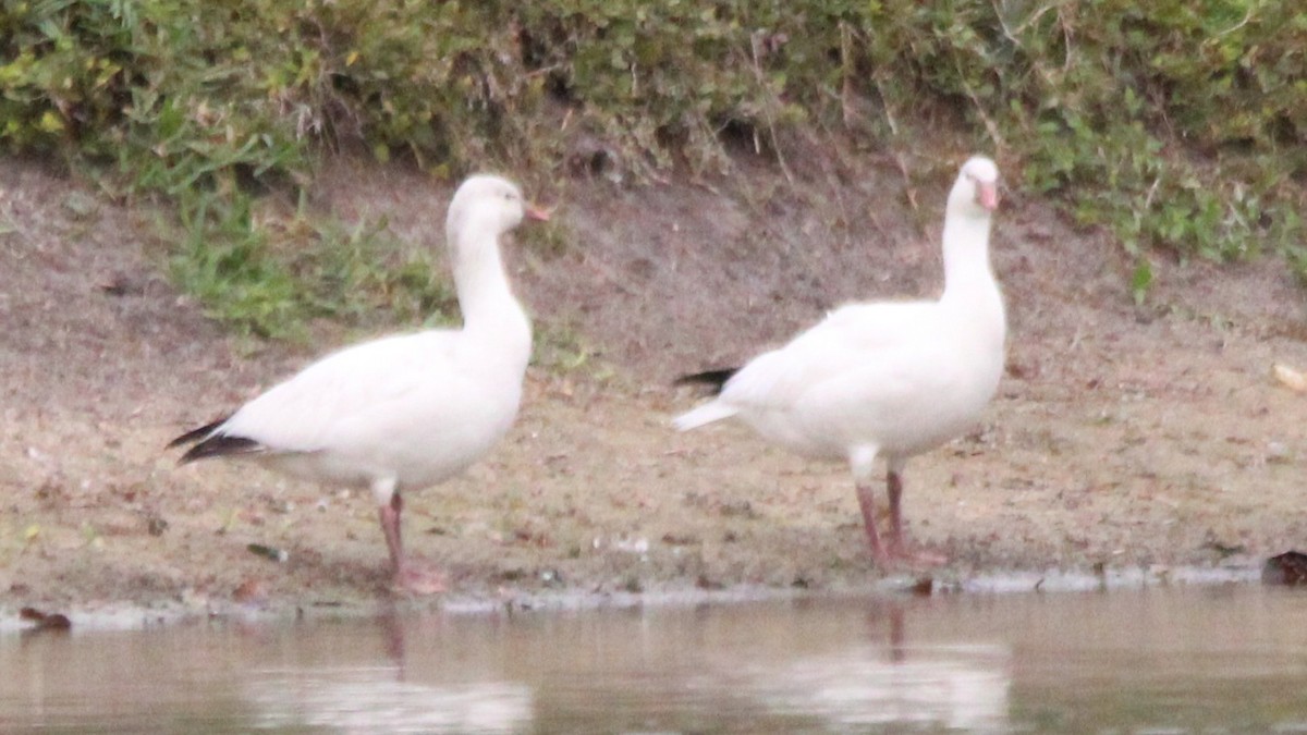 אווז קנדי - ML648906084