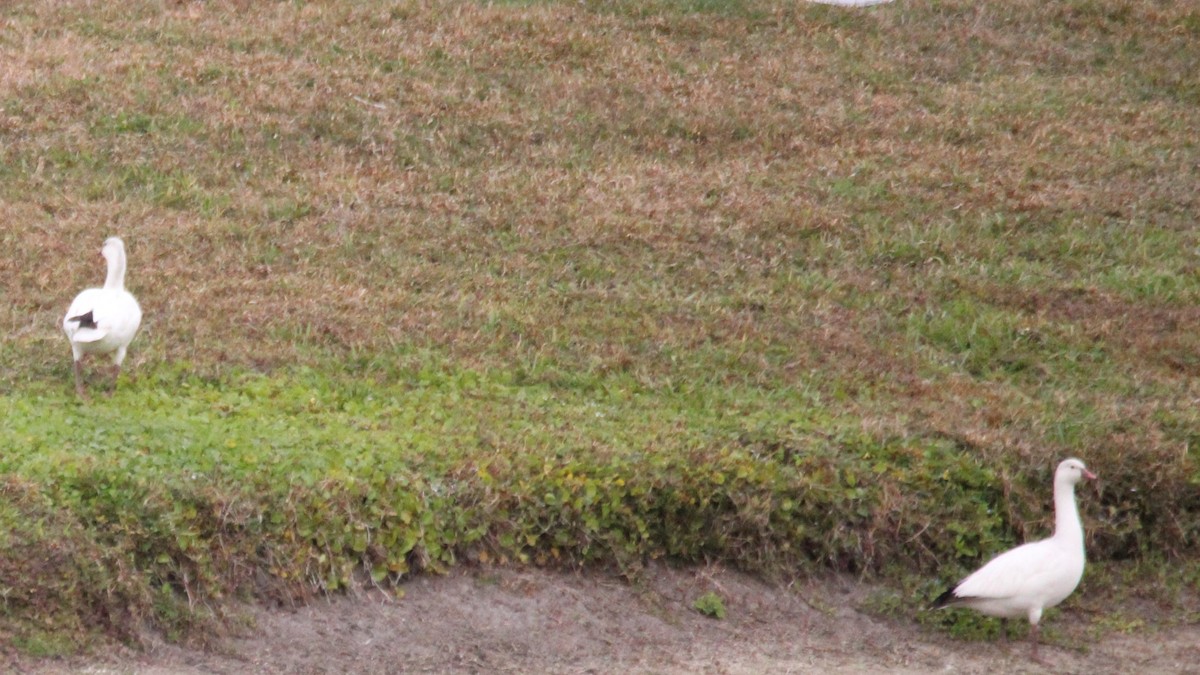 אווז קנדי - ML648906113