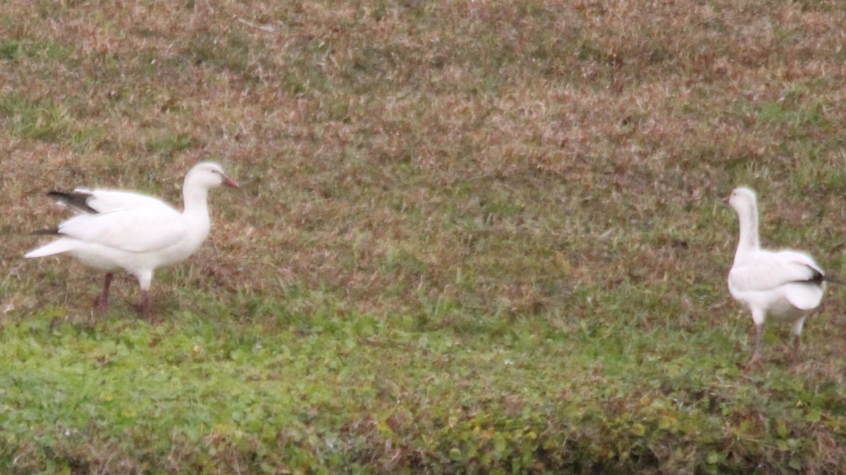 אווז קנדי - ML648906119