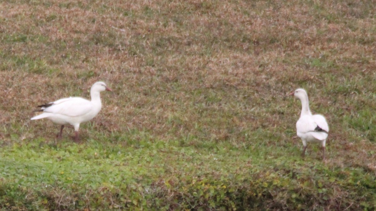 אווז קנדי - ML648906120
