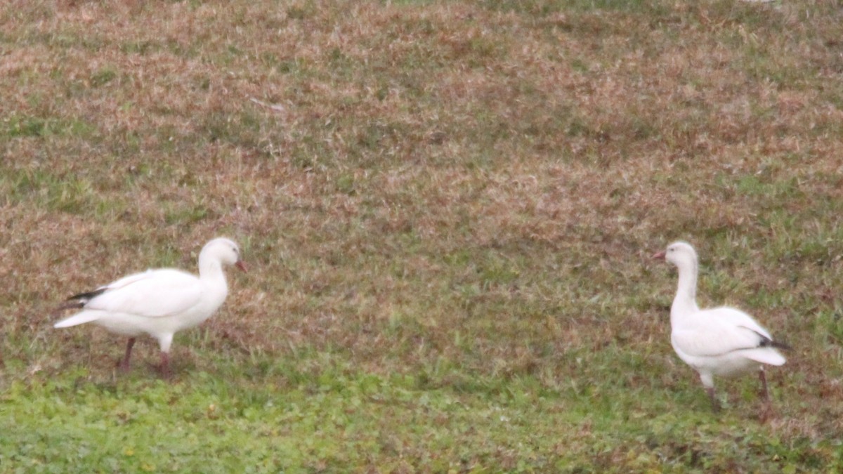 אווז קנדי - ML648906121