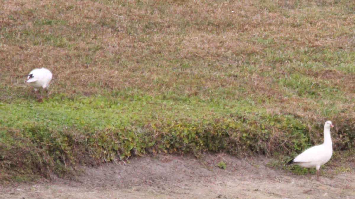 אווז קנדי - ML648906122