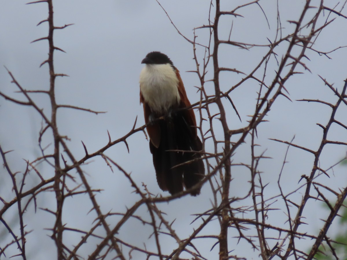 Burchell Kukalı - ML648906138