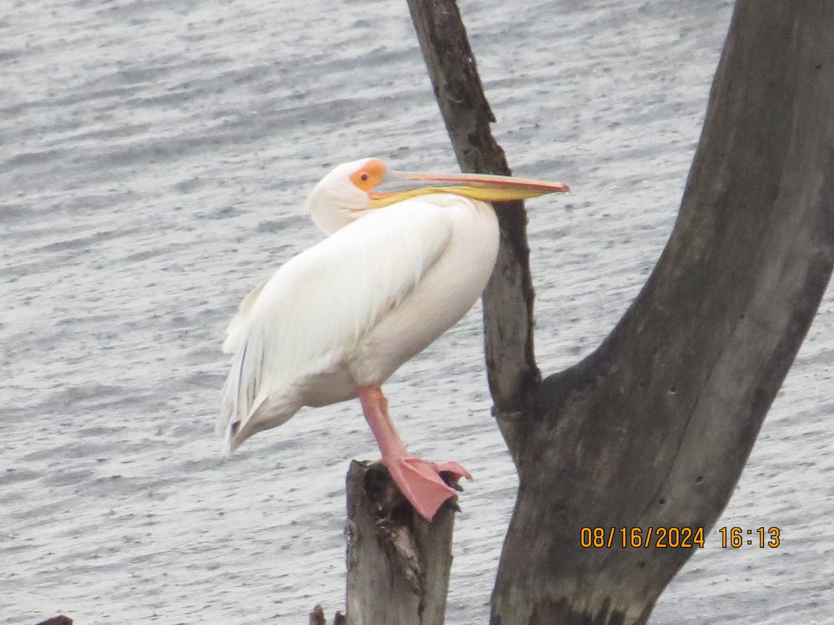 Great White Pelican - ML648906150