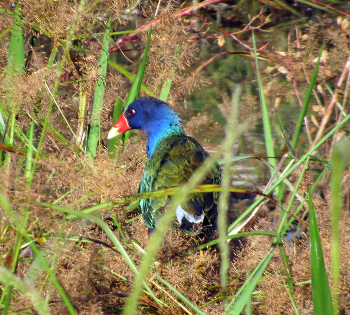 アメリカムラサキバン - ML648906155