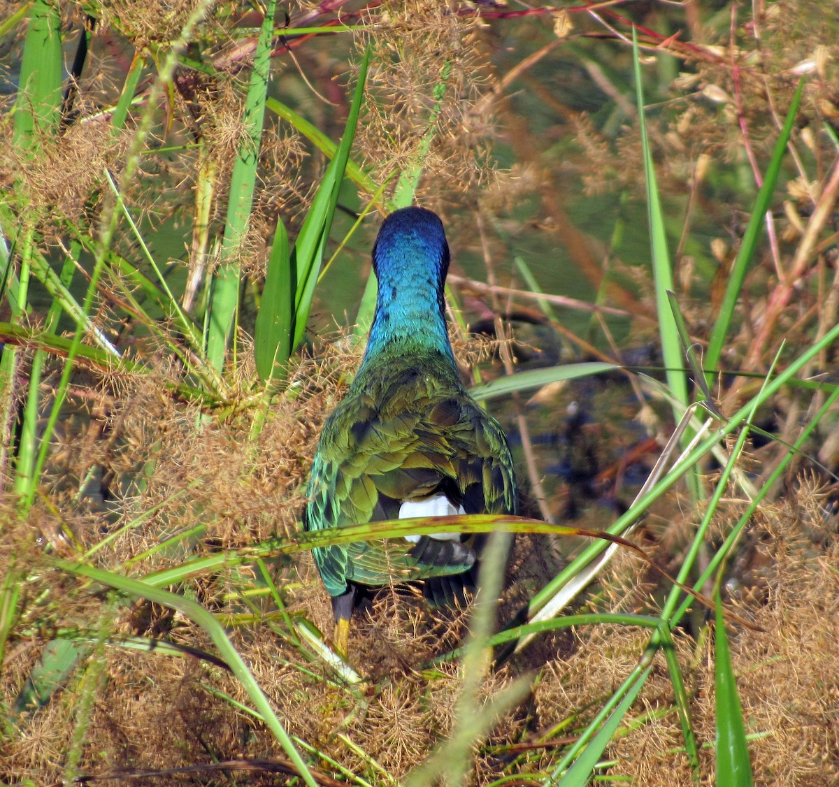 アメリカムラサキバン - ML648906156