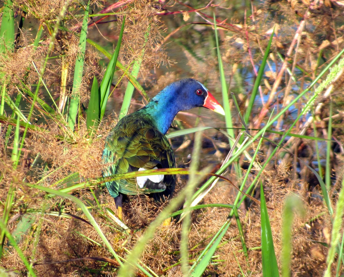 アメリカムラサキバン - ML648906157