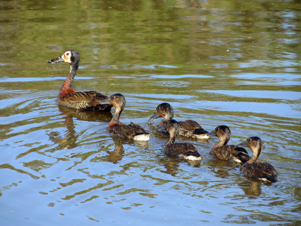 シロガオリュウキュウガモ - ML648906168
