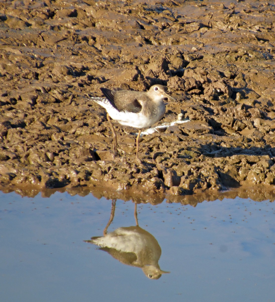 コシグロクサシギ - ML648906182