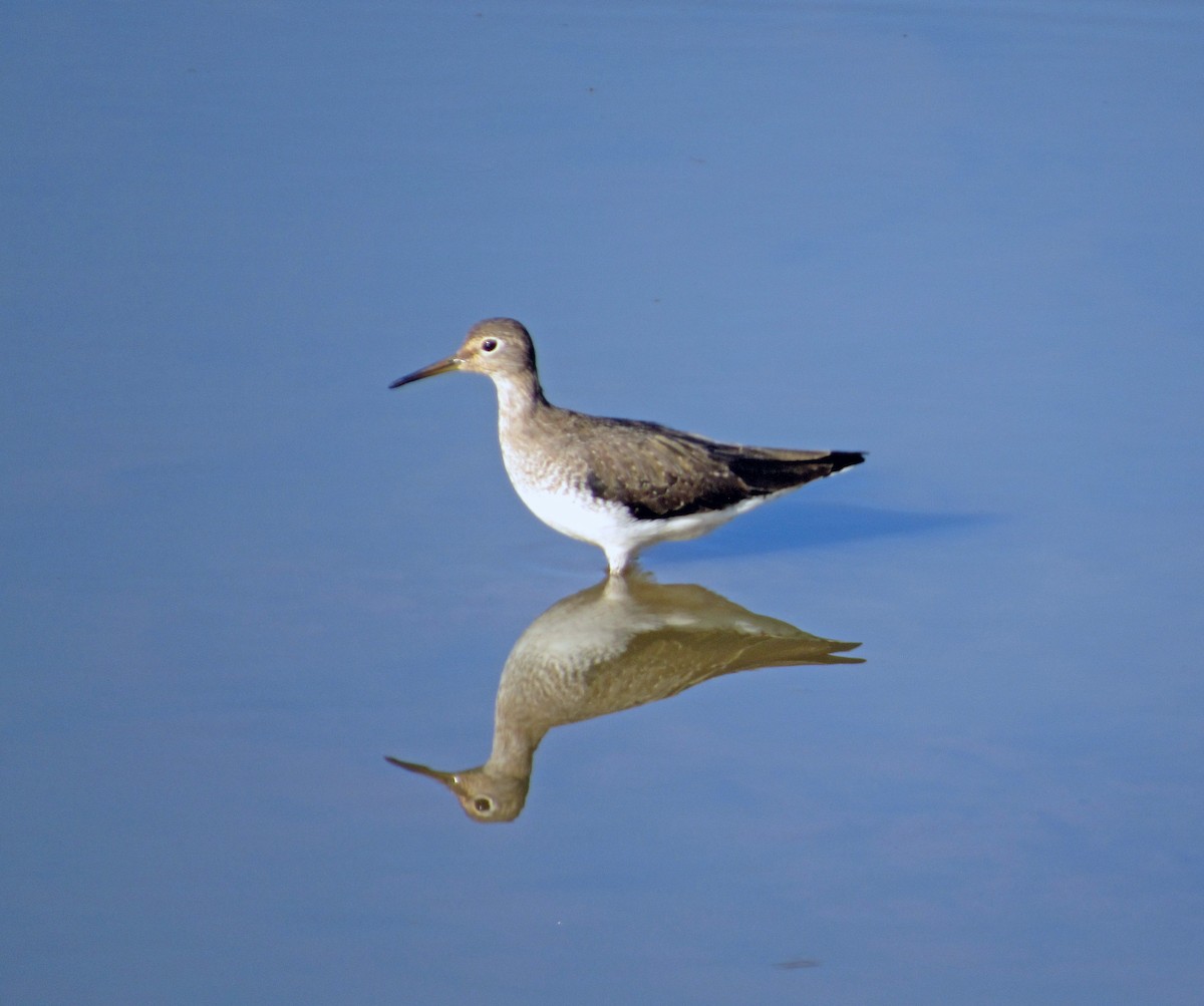 コシグロクサシギ - ML648906183